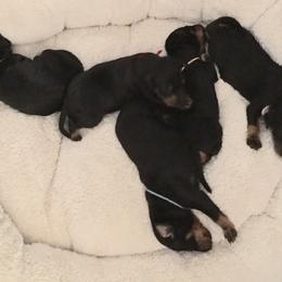 Manchester Terrier Puppies from MosaicManchesters.com