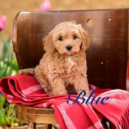 Blue - Apricot male Cavapoo puppy in Centerville, Utah from Beehive Fur Friends