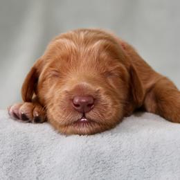 Cerelia - Red female Australian Labradoodle puppy in Stanwood, Washington from Victoria Creek Australian Labradoodles