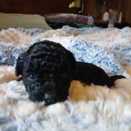 Mitchell - Black male Poodle puppy in Blanch, North Carolina from Faithful Hearts Kennel