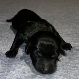Green - Black male Labrador Retriever puppy in Monticello, Georgia from Hollow Meadows Retrievers
