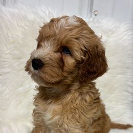 Boy 20 - Apricot male Goldendoodle puppy in West Point, Iowa from Circle A Mini Goldendoodles and Mini Bernedoodles