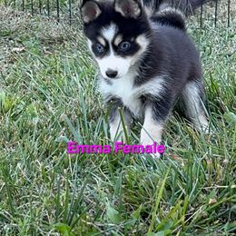 Emma - Black and white female Pomsky puppy in Coatesville, Pennsylvania from Peaceful Pomskys
