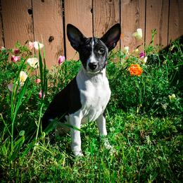 Scorpion - Basenji puppy from Triforce Basenjis