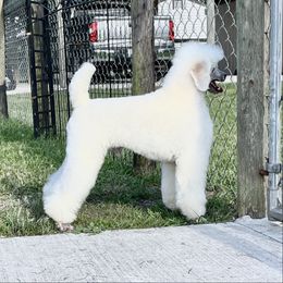 Will - Poodle