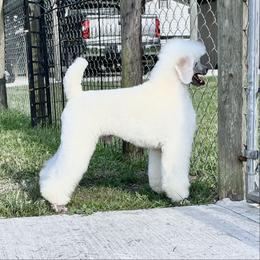 Will - Poodle