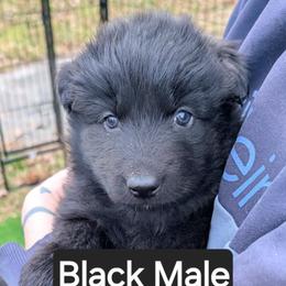 Turkey - Black male German Shepherd puppy in Garrett, Indiana from Devil-Dog Shepherds