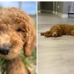 Goldendoodle and Poodle Puppies from Florida Coast Golden Doodles