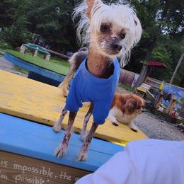 Nico - White male Chinese Crested puppy in Frederick, Maryland from Lovable Cresteds