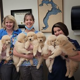Golden Retriever Puppies from DoubleTake Goldens