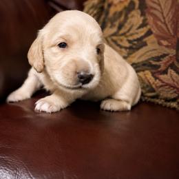 Brown Collar Boy - Cream male Dachshund puppy in Colorado Springs, Colorado from Clear Creek Dachshunds