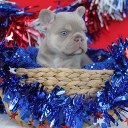 Baby boy Stunner - Liver male French Bulldog puppy in Piedmont, Oklahoma from 5A Frenchies