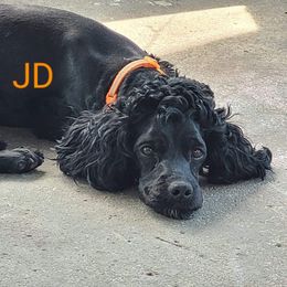 JD - Cockapoo
