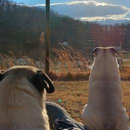 Pugs from Sundance Pugs
