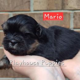 Mario - Black and tan male Shih Tzu puppy in Lebanon, Missouri from Playhouse Puppies