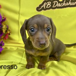 Expresso - Chocolate and tan female Dachshund puppy in Mesquite, Texas from AB Dachshund