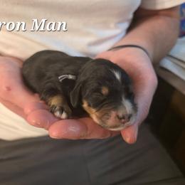 Iron Man - Tri-color male Bernedoodle puppy in Blackfoot, Idaho from Draper Mountain Doodles