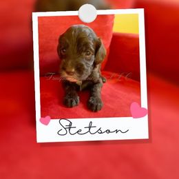 Australian Labradoodle Puppies from Fruitful Beginnings,LLC
