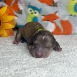 Chili Powder - Cream male Dachshund puppy in Washington from Beautiful Doxies