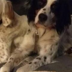 English Setters from Springpond Setters