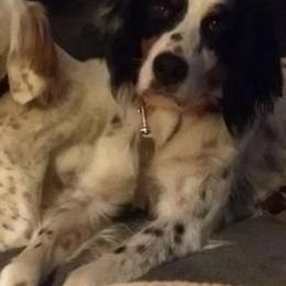 English Setters from Springpond Setters