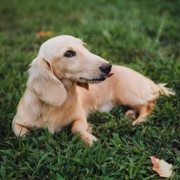 Clovis - Dachshund