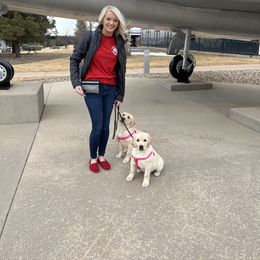 Labrador Retriever Puppies from Armory Labradors