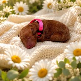 F1B Goldendoodle Summer - Red  female Goldendoodle puppy in Redding, California from Casa Delarosa Collective Poodles & Doodles