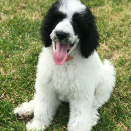 Poodles from Adilen Standard Poodle