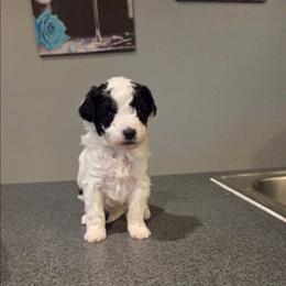 Daisy - Black & white female Maltipoo puppy in Everett, Washington from Meadows Ranch