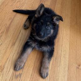Pink Girl - Black and tan female German Shepherd puppy in Shelton, Connecticut from DaCruz K9s