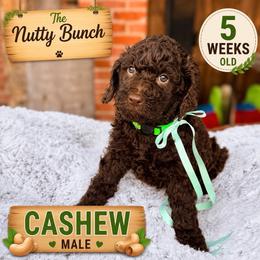 Cashew - Chocolate male Goldendoodle puppy in Miami, Florida from Jade’s Paws & Co. Of Miami LLC