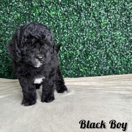 Black boy - Black and white male Bernedoodle puppy in Modesto, California from Two Doods Doodles