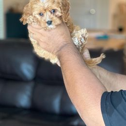 Cavapoo, Cockapoo, and Goldendoodle Puppies from Jolidoodles
