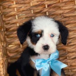 Rolex - Tri-color male Bernedoodle puppy in West Jordan, Utah from Doodles Friend