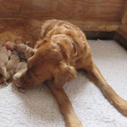 Golden Retrievers from Katherine Wolf