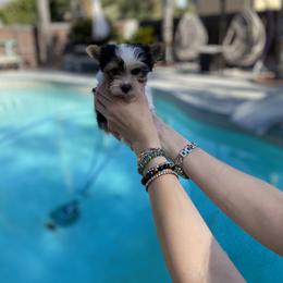 Yorkshire Terrier Puppies from Akc Quality Yorkies