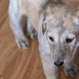 Afghan Hounds from Summerbrook Afghans