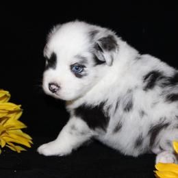 Australian Shepherd and Miniature Schnauzer Puppies from RM Aussies and Miniature Schnauzers