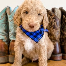 Boy 5 - Goldendoodle puppy in Valley Center, California from AweStrunk Farms