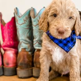 Boy 5 - Goldendoodle puppy in Valley Center, California from AweStrunk Farms