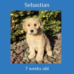 Sebastian - blue collar - Cream male Labradoodle puppy in Beavercreek, Oregon from Auburn Sky Labradoodles