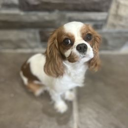 Harley  - Cavalier King Charles Spaniel