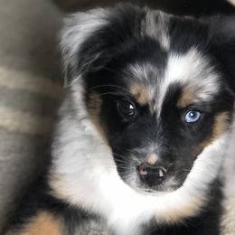 Miniature Australian Shepherds from Hill Top Mini Aussies