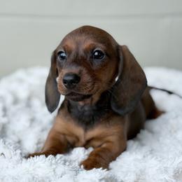 Pippa - Sable female Dachshund puppy in Crystal, Michigan from Mare-Bella Smoothcoat Edition