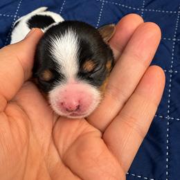 Girl 4 - female Biewer Terrier puppy in Sanford, Florida from Biewer Terriers of Florida Dawn