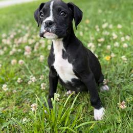 Boy 2 - Brindle male Boxer puppy in Prestonsburg, Kentucky from Bre’s Boxers