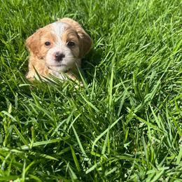 Sox - Red and white female Cockapoo puppy in Elgin, Texas from Good Grief Doodles