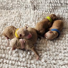 Poodle puppies from Desert Storm Poodles