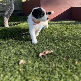 Bernedoodle Puppies from SoCal Bernedoodles